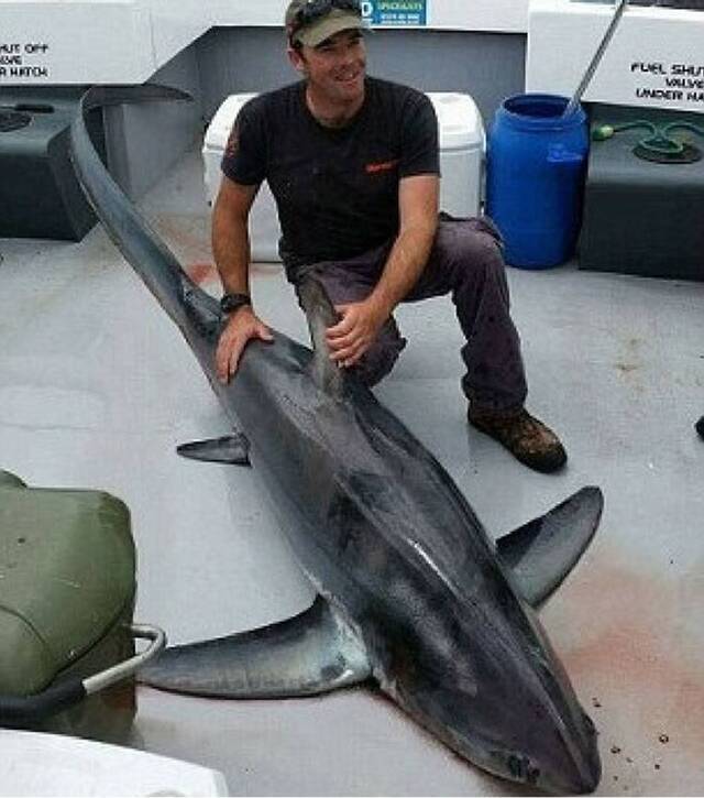 英国钓鱼发烧友意外钓得368磅重长尾鲨