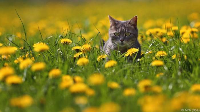 奥地利小镇悬案：两年内不断发生猫失踪案件