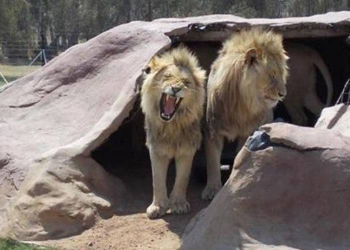 南非12岁孤儿闯动物园管制区惨遭两只狮子咬死