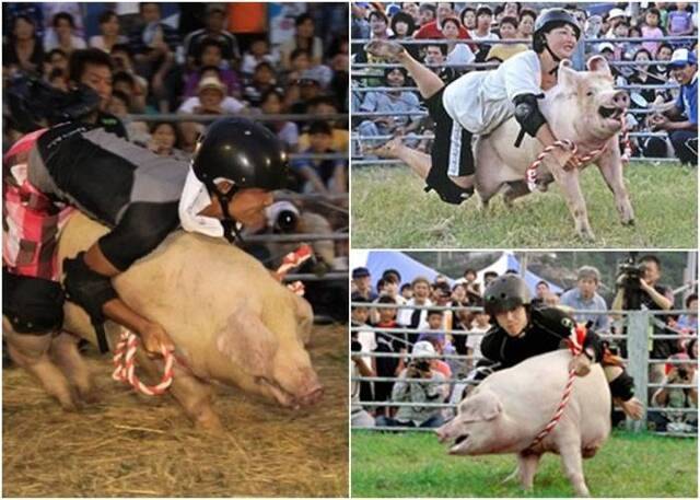 日本爱媛县骑猪竞技比赛被批虐待动物 终成绝响