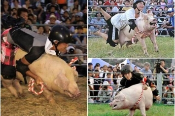 日本爱媛县骑猪竞技比赛被批虐待动物 终成绝响