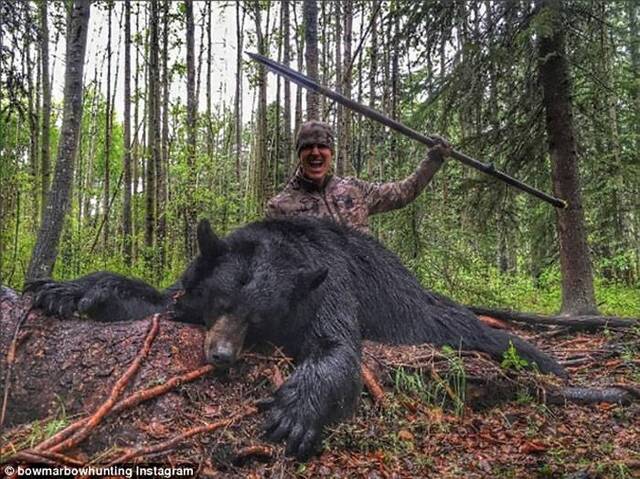 美国男子Josh Bowmar用自制长矛残忍猛刺黑熊后放它自生自灭