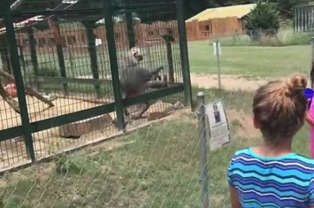 美国女生惹怒动物园狒狒 遭对方粪便掷中脸部