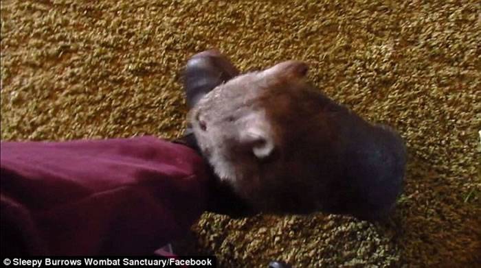 澳洲袋熊妒忌同类受宠 为让喂食人员关注使出各种招数