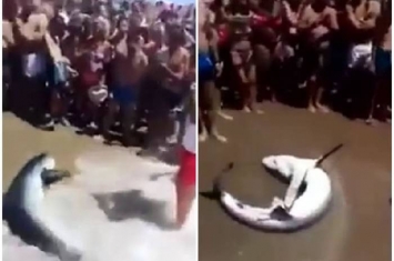 西班牙鲨鱼搁浅海滩 泳客争相自拍遭怒批