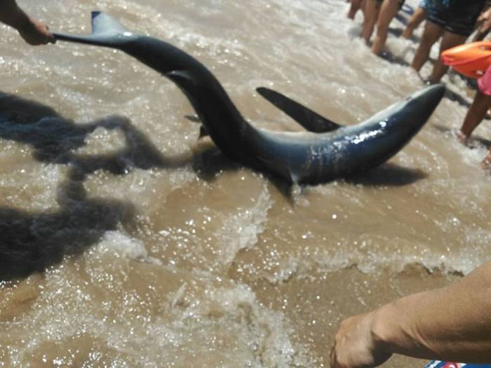 西班牙鲨鱼搁浅海滩 泳客争相自拍遭怒批