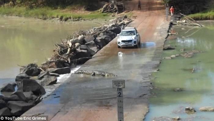 澳洲居民驾车横过河流 遇到鳄鱼挡路