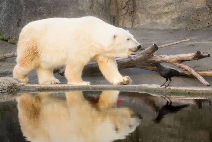 美国俄勒冈动物园大胆乌鸦淡定地站在水池边 完全不怕从旁边走过的北极熊