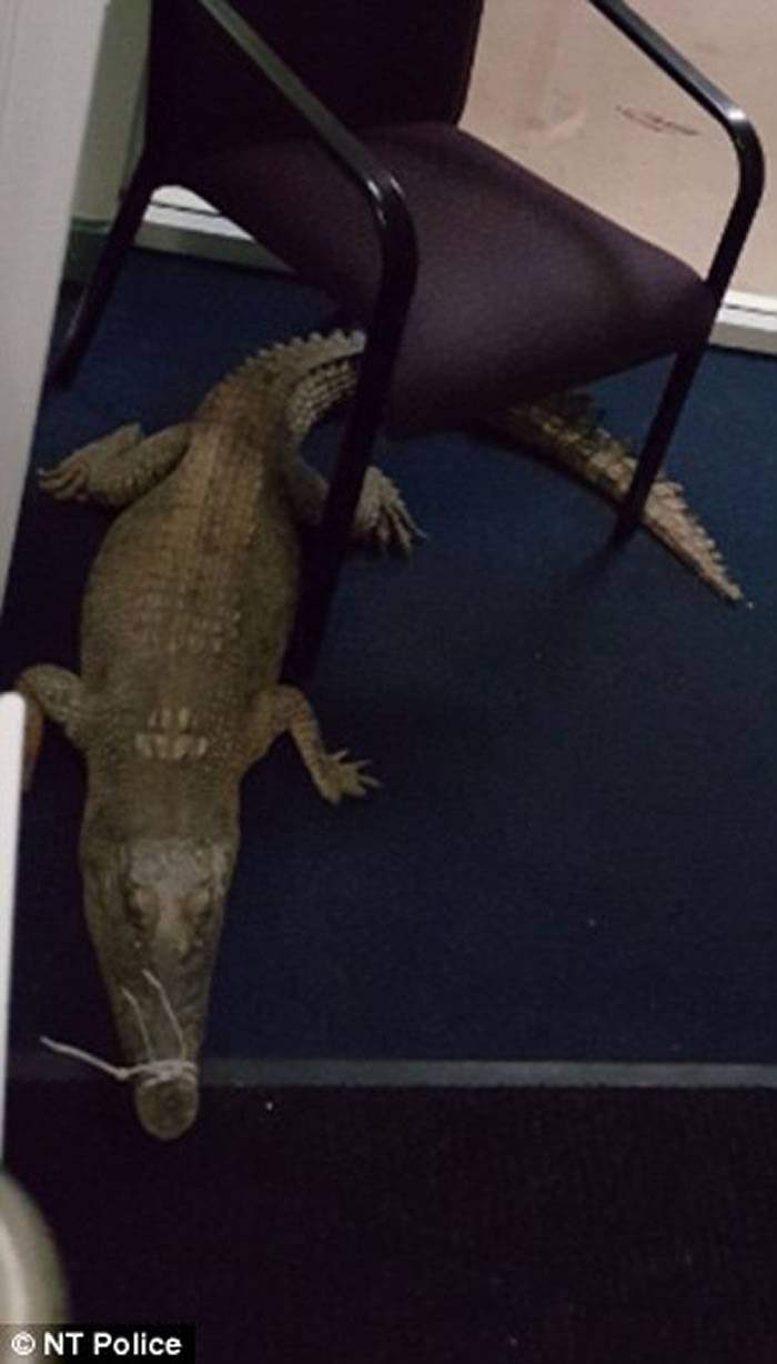 澳洲4少年闯进学校偷窃 先扔进3条鳄鱼开路