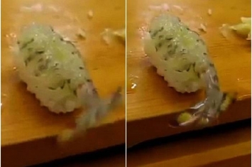 做成寿司的海虾没有虾头但虾尾仍然可以左右摆动