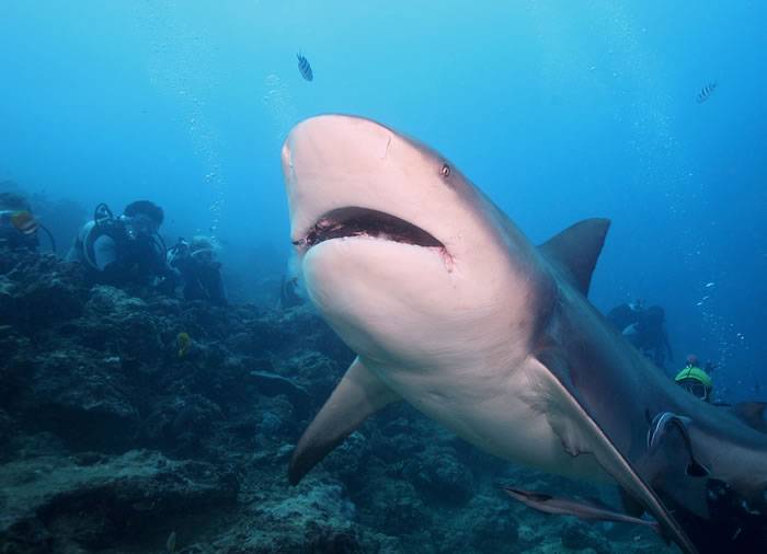 美国牙医巴哈马潜水惨遭公牛鲨咬伤