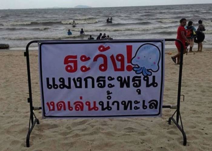 泰国春武里海滩惊现有毒海蜇水母 逾200人遭蜇伤
