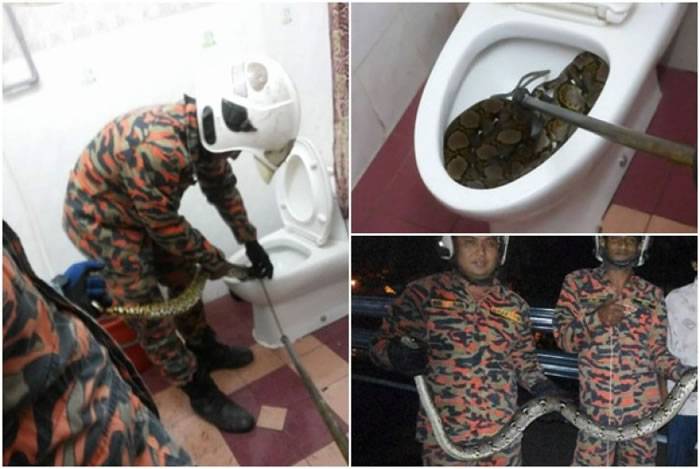 大蟒蛇藏家中厕所 吓坏马来西亚如厕男孩