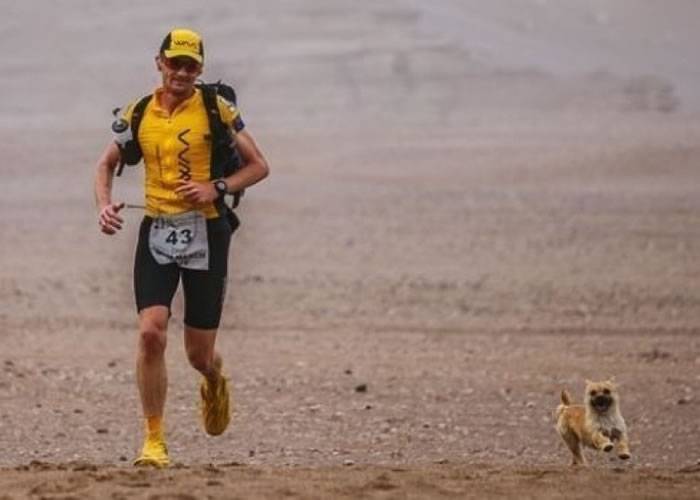 失踪的陪跑马拉松沙漠流浪狗“戈壁”（Gobi）在新疆乌鲁木齐寻回