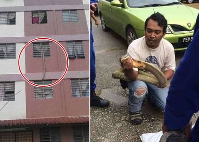 马来西亚眼镜蛇从天降遭居民生擒