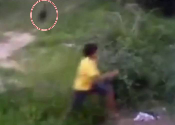 巴西男童爬入邻居后院寻回皮球 遇恶犬险被咬