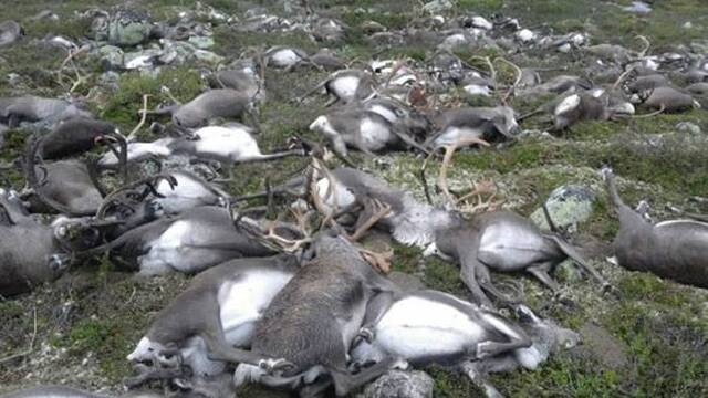 挪威南方哈当尔高原发现322头野生驯鹿遭雷击死亡
