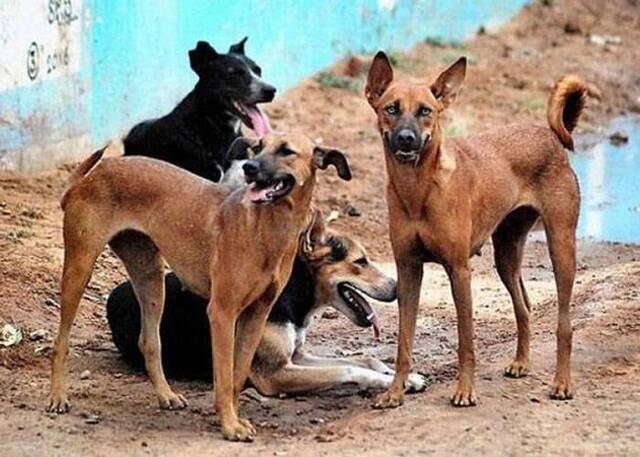 印度喀拉拉特邦六旬妇人外出去厕所 遭50只野狗狂噬咬死亡