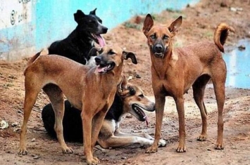 印度喀拉拉特邦六旬妇人外出去厕所 遭50只野狗狂噬咬死亡