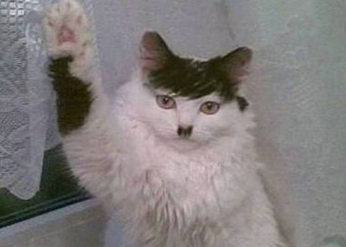 猫咪做出希特勒敬礼手势 贴图奥地利男子被判入狱