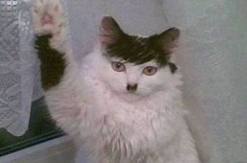 猫咪做出希特勒敬礼手势 贴图奥地利男子被判入狱