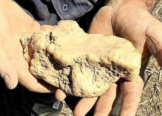 澳洲业余淘金者在维多利亚省野外挖到价值逾25万澳元的天然金块