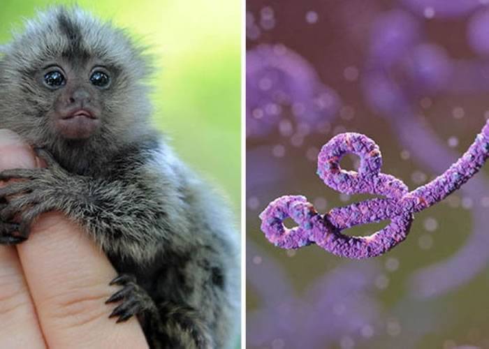 英国国防部科学家曾刻意让猴子感染伊波拉病毒
