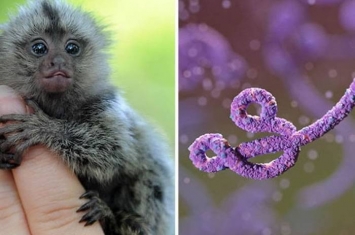 英国国防部科学家曾刻意让猴子感染伊波拉病毒