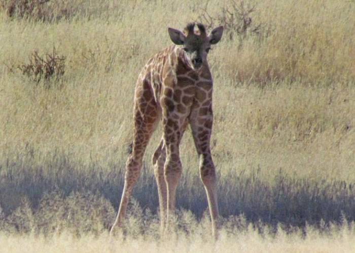 南非彼得马里茨堡草原惊现“无颈”长颈鹿
