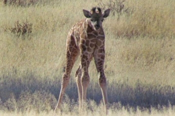 南非彼得马里茨堡草原惊现“无颈”长颈鹿