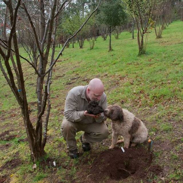 澳洲“拉戈托罗马阁挪露犬”帮主人找到全世界最大的黑松露