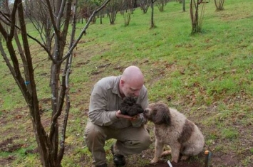 澳洲“拉戈托罗马阁挪露犬”帮主人找到全世界最大的黑松露