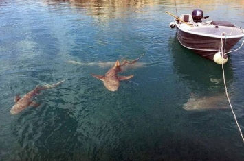 澳洲老夫妇出海钓鱼 小船被鲨鱼和鳄鱼同时围住