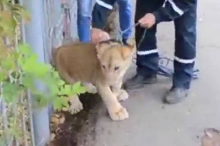 俄罗斯5个月大幼狮出外走失到处跑成自拍目标