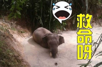 泰国曼谷考艾山国家公园一只大象意外走进池塘无法爬上岸