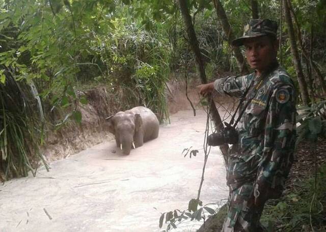 泰国曼谷考艾山国家公园一只大象意外走进池塘无法爬上岸