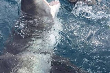澳洲潜水员在奥古斯塔海上同大白鲨玩“爱的抱抱”