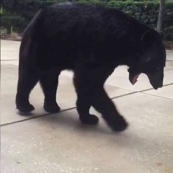 美国佛罗里达州女子家中玩手机 抬头发现巨大黑熊盯着她