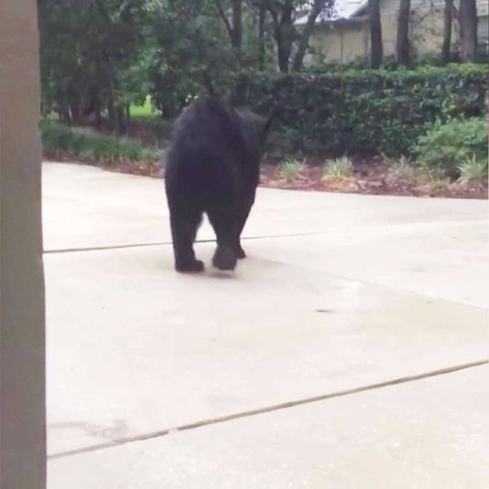 美国佛罗里达州女子家中玩手机 抬头发现巨大黑熊盯着她