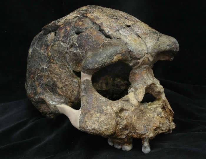 爪哇岛桑吉兰人类化石研究显示直立人首次出现的时间比以前想象的要晚
