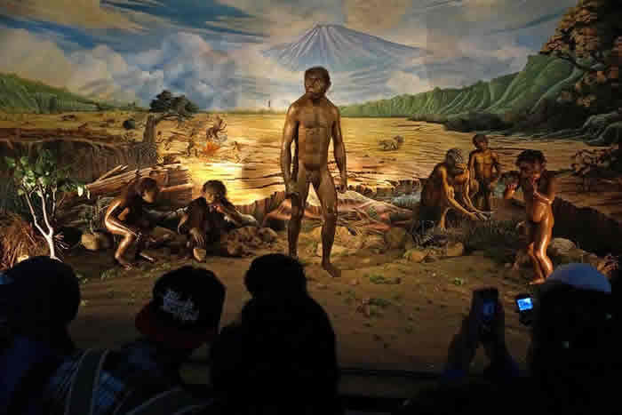 爪哇岛桑吉兰人类化石研究显示直立人首次出现的时间比以前想象的要晚