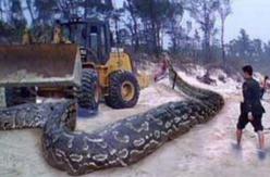 贵州大蛇事件，神秘蛇洞/巨型蟒蛇吃人入腹