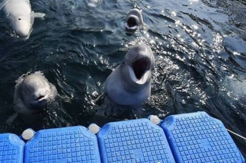 俄罗斯滨海边疆区乌斯佩尼耶湾放生来自“鲸鱼监狱”的19头白鲸