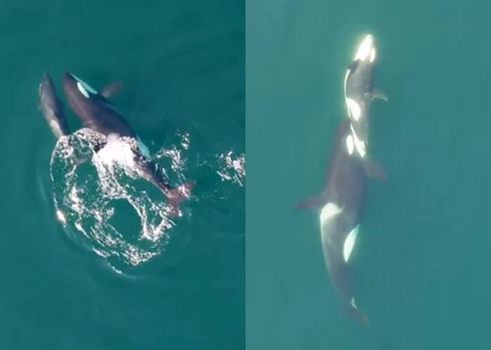 加拿大研究团队无人机在卑诗省海岸拍摄到杀人鲸母子亲昵身体接触的温馨场面