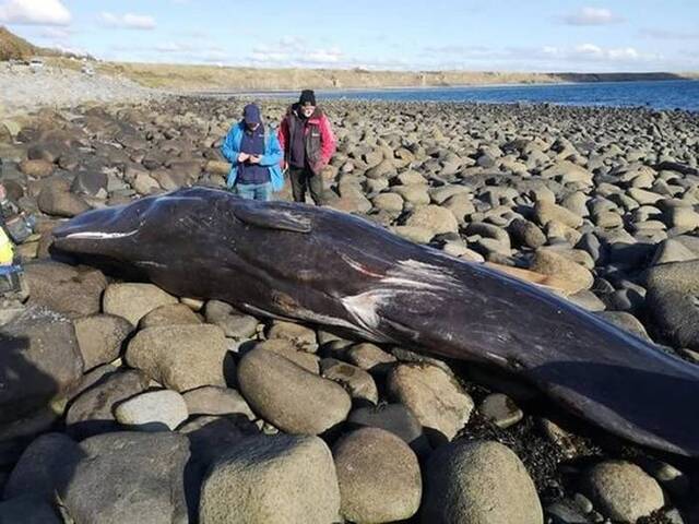 难得出现在英国阿伯索赫的小抹香鲸却死于塑胶垃圾