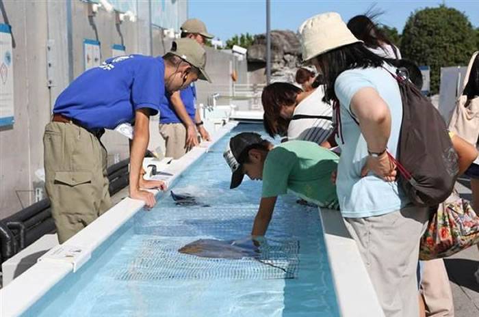 中国游客对鲨鱼和魔鬼鱼又掐又捏 日本东京葛西临海水族园暂停开放“触摸区”