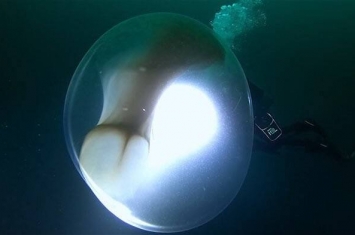 挪威探险船海洋号潜水员惊见海中漂浮巨大透明球体 卵鞘内有数万只大西洋鱿