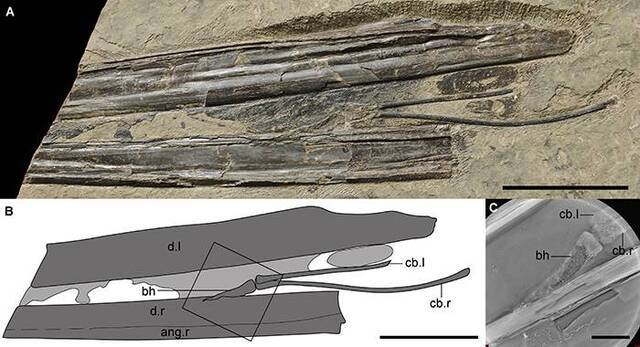 金刚山剑头翼龙的新标本中首次发现长三角形的基舌骨