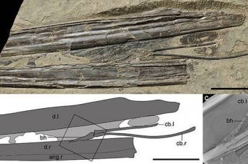 金刚山剑头翼龙的新标本中首次发现长三角形的基舌骨