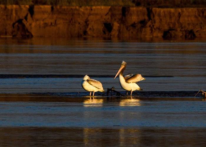 夏银川黄河边发现稀有鸟类卷羽鹈鹕 为今年首次